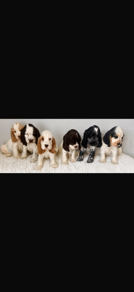 Beautiful show cocker spaniel puppies for sale 