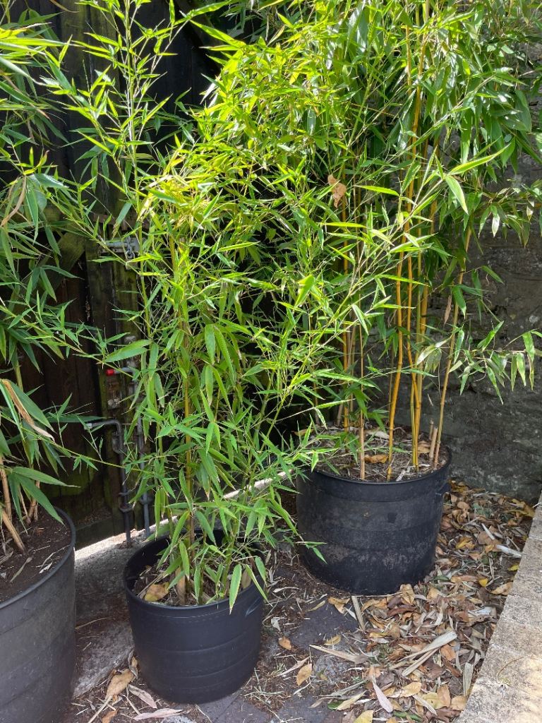 Established Bamboo Plants in Pots 