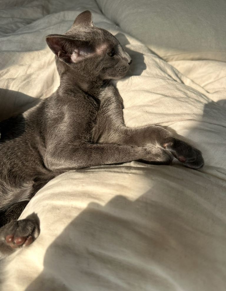 Oriental Blue Boy Kitten