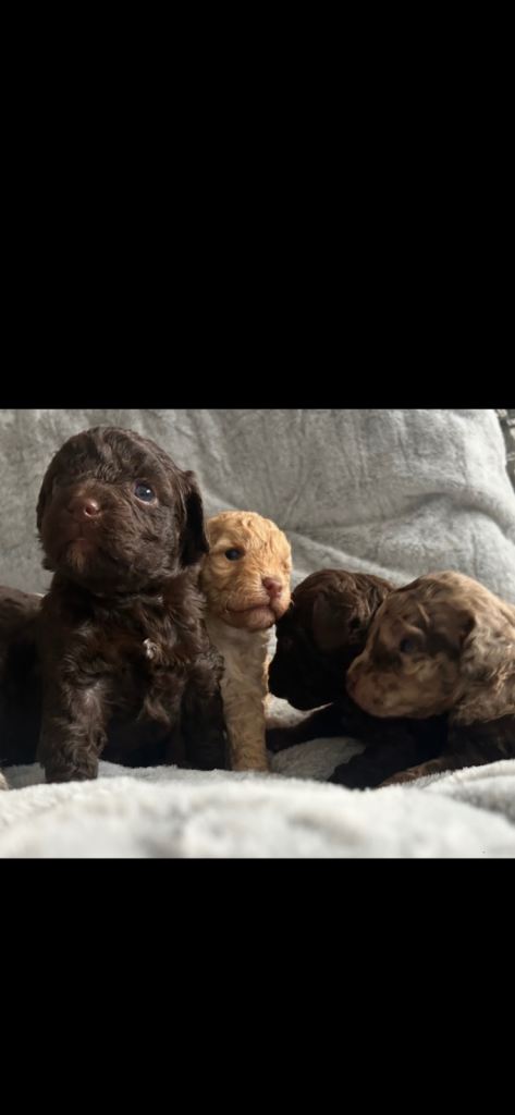 Beautiful Cockapoo puppies 