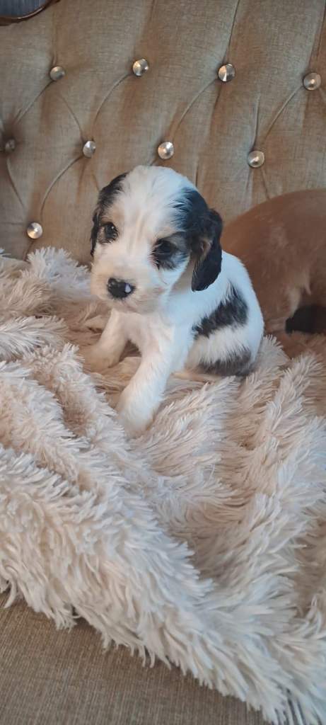 Kc cocker spaniel pups.