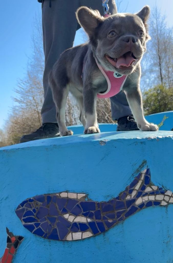 French bulldog puppys