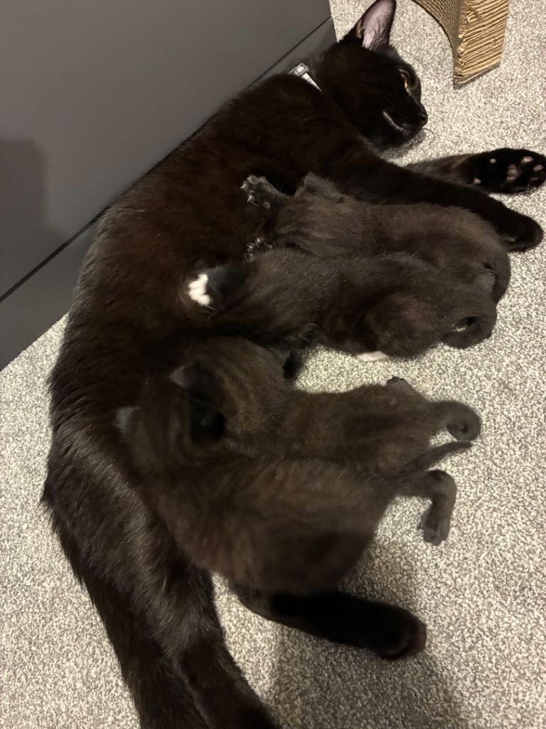 Kittens 