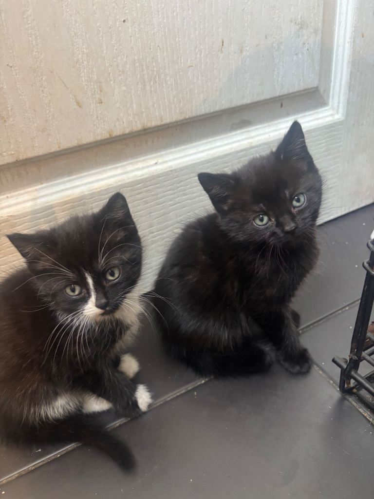 Male and female kittens
