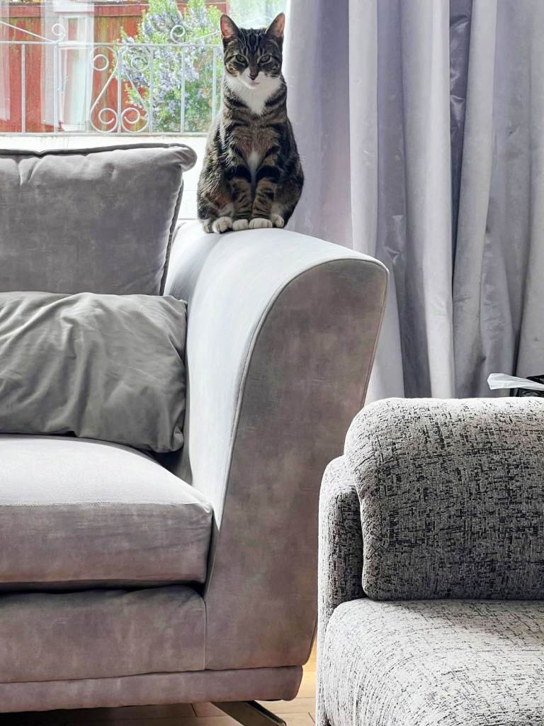 Cat missing from Alice Street, Cwmdu