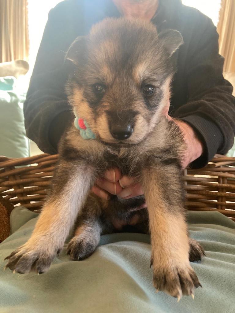 Northern Inuit X Saarloos Puppies (GSD / Malamute / Husky Mix) - Rare Wolfalike