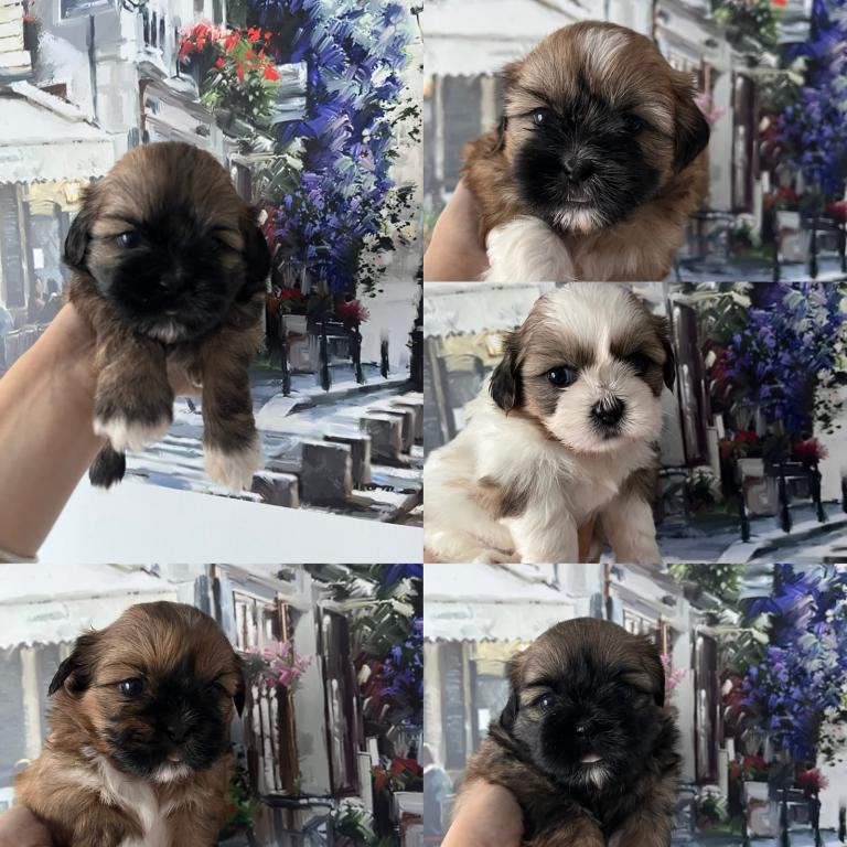 eautiful Pure Shih Tzu Puppies 
