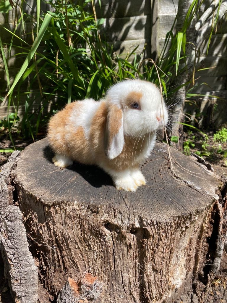 Super Friendly Pure Bred Mini Lop Babies 