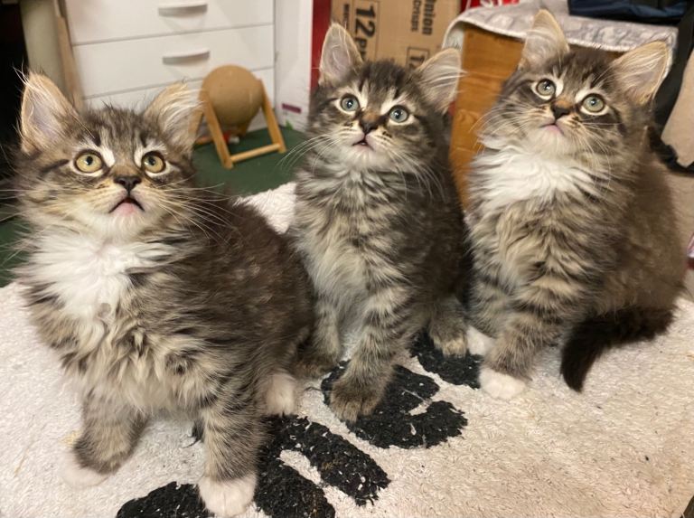 Beautiful Mine Coon Kittens ready for a New Home