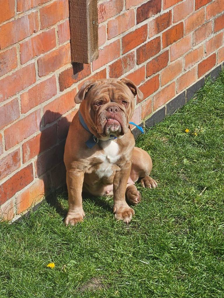 English bull dog 13 months
