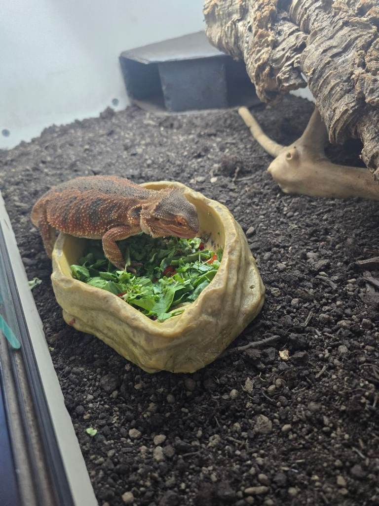 Bearded dragon and full set-up 