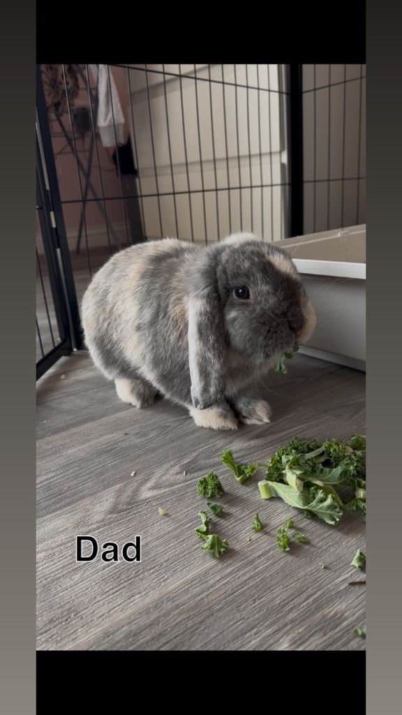 Mini lop bunnies 