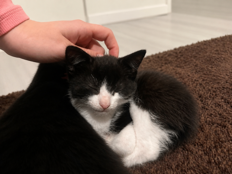 4 male kittens looking for a home 