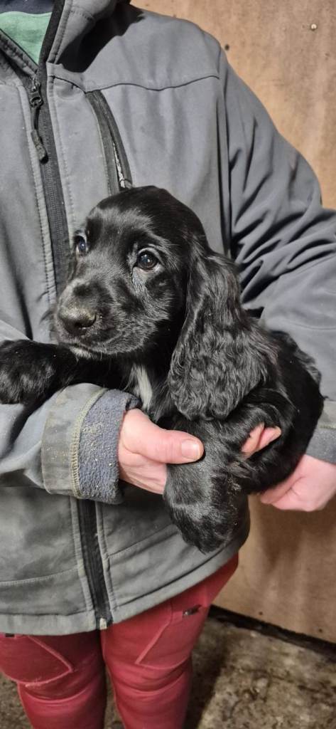 Cocker spaniel pups