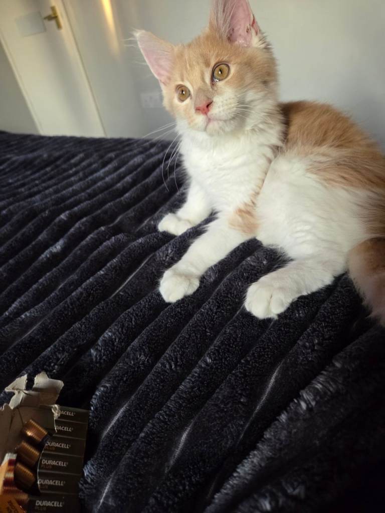 Maine coon kitten for sale 