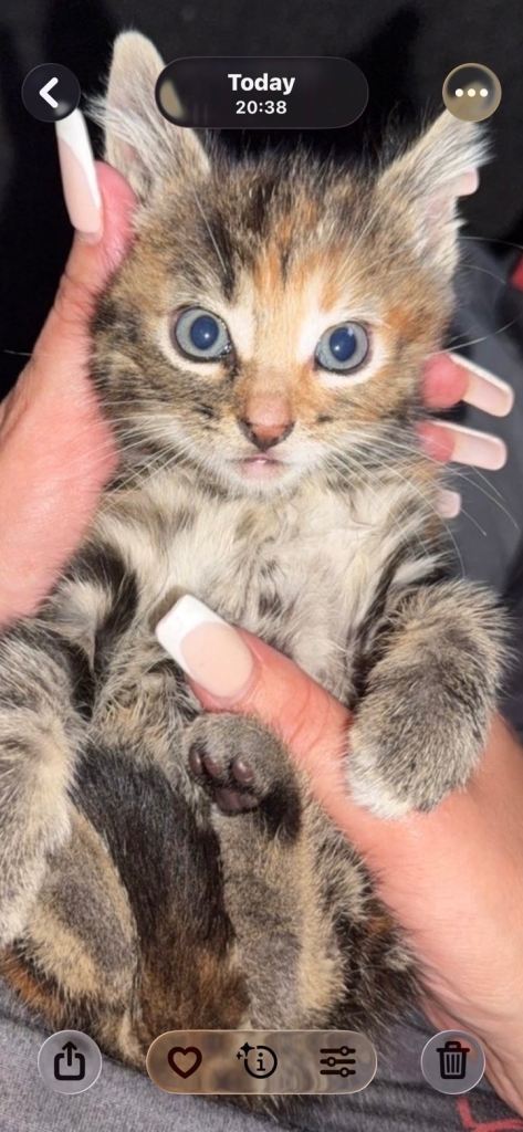 2 beautiful kittens 