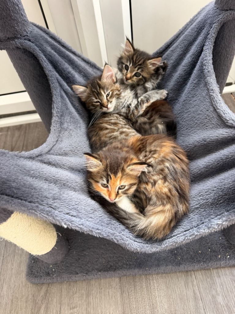 Beautiful Kittens Looking for Their Forever Homes 