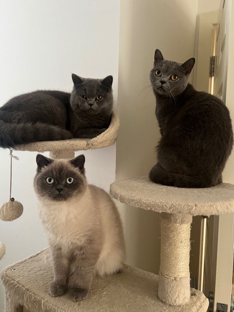 british shorthair cats