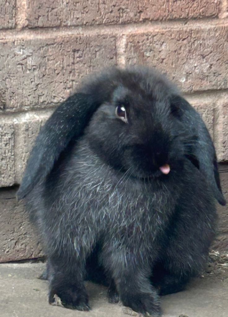 Baby rabbits