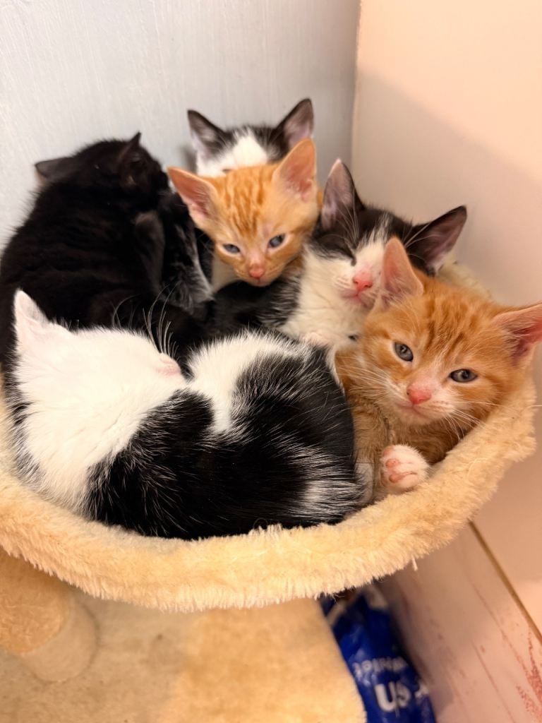 6 Beautiful Kittens for sale mixed litter 