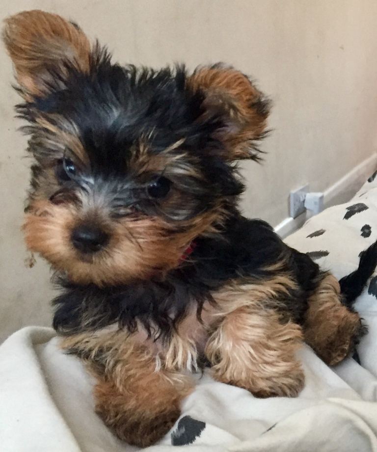 Small Yorkshire Terrier puppies 