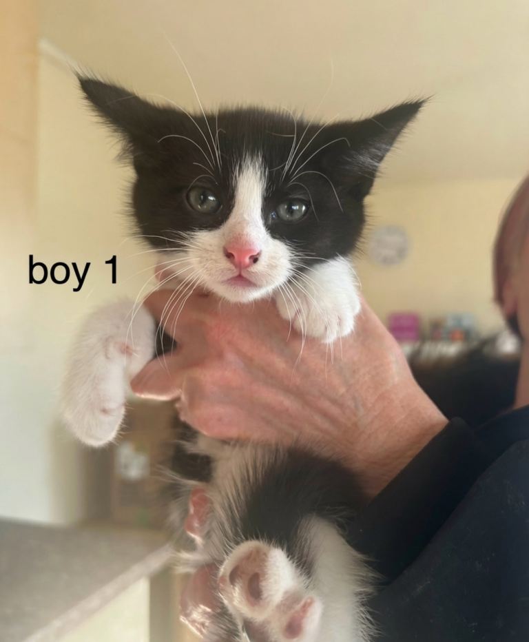 Adorable kittens for sale 