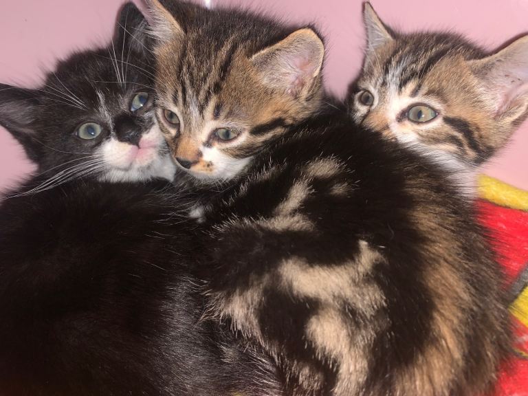 Kittens 