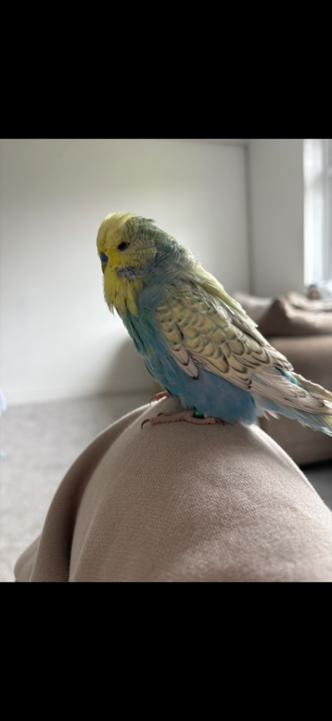 4 budgies