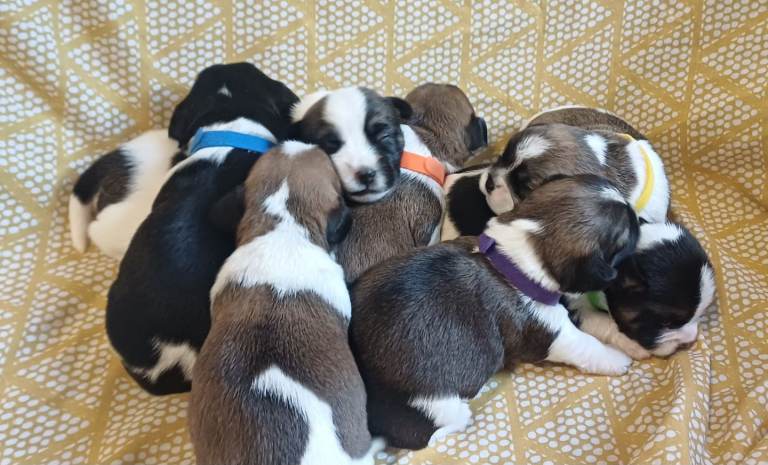 Beautiful puppies for sale boy and girl puppy