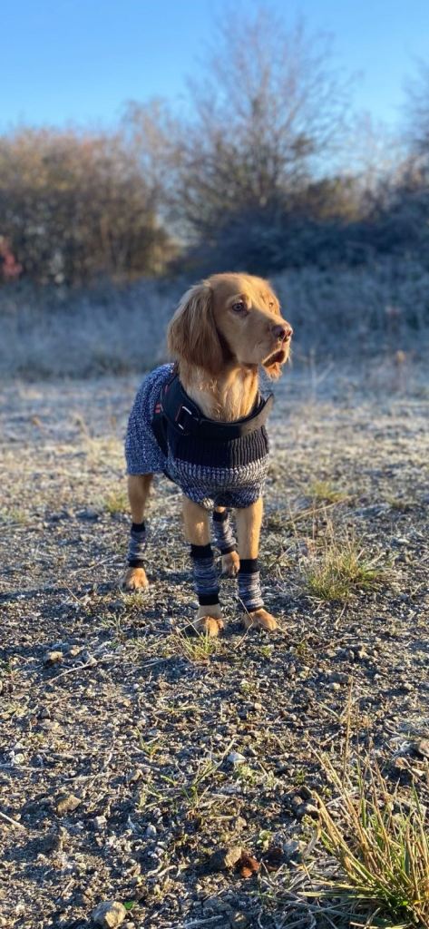 Cocker spaniel puppies for sale 
