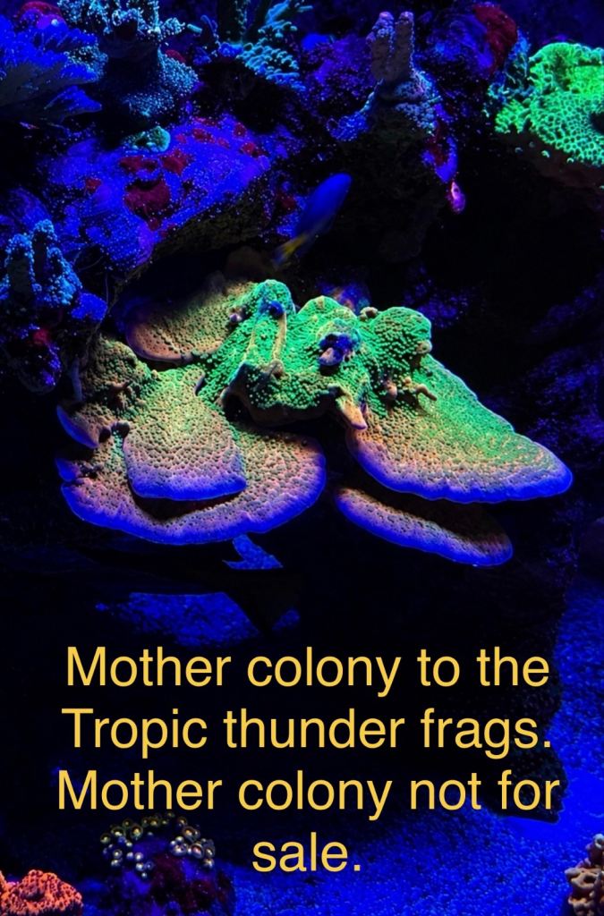 Tropic thunder frags marine coral 