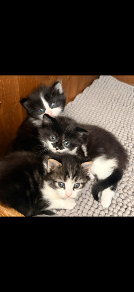 Kittens tabby cross rag doll 