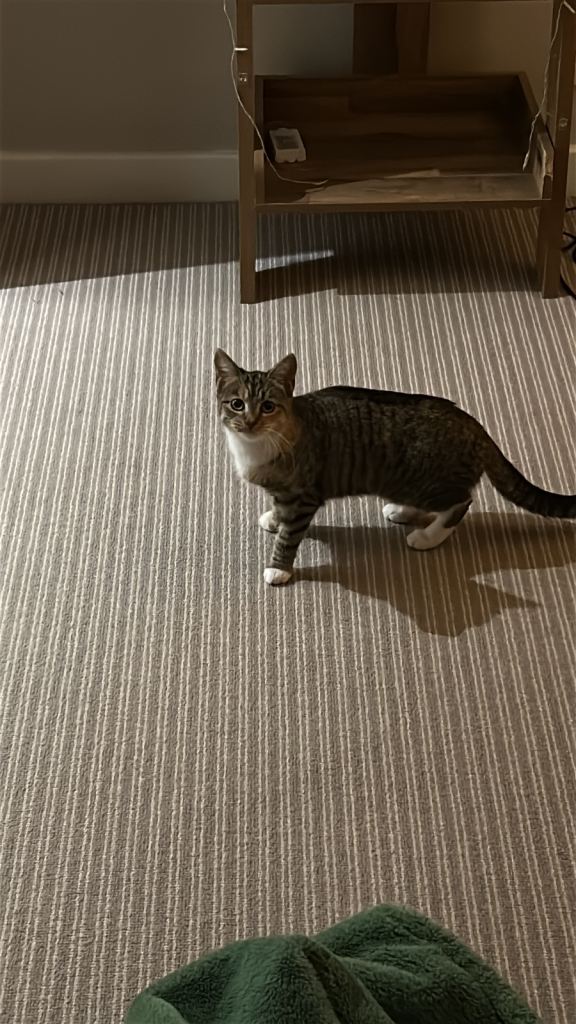 Luna - 12 month old kitten