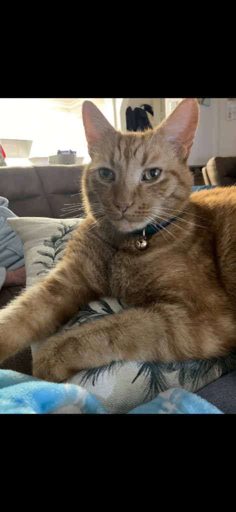 Tigger - Male British shorthair 