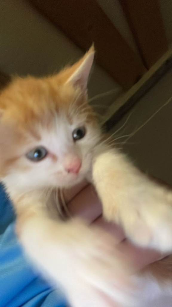 Ginger kitten