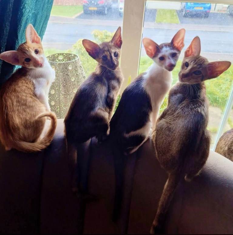 Pedigree Oriental kittens 2 let ♥️ 