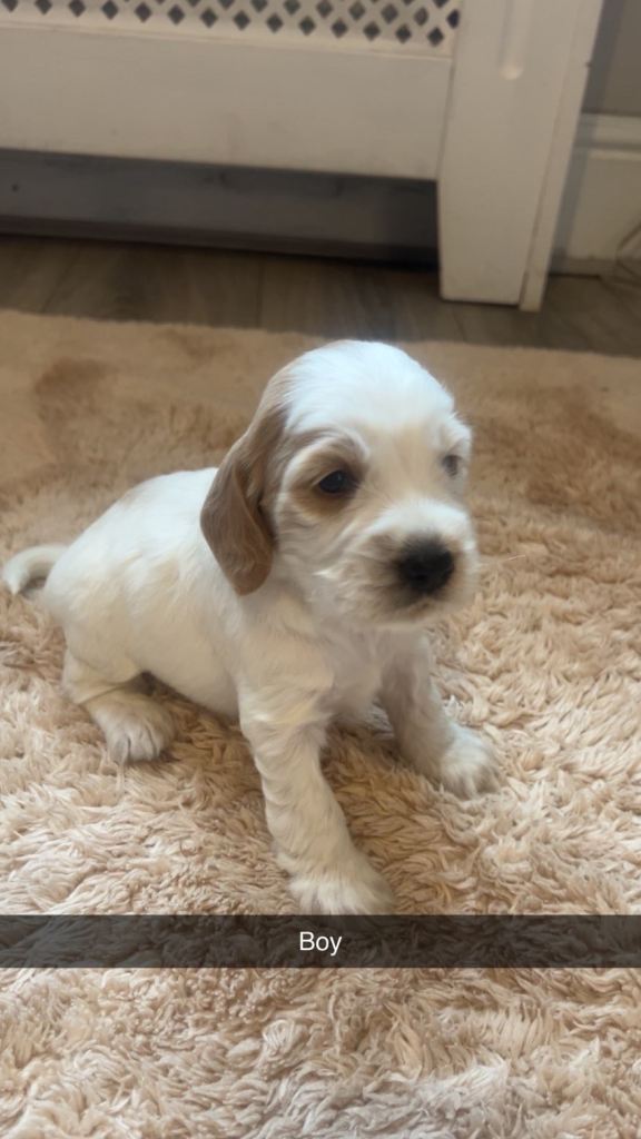 8 cockapoo puppy’s for sale