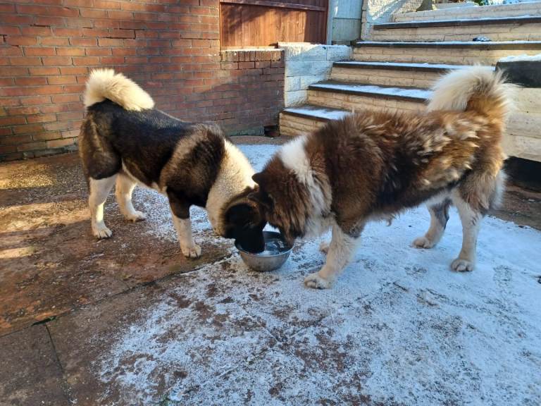 Two American Akita Male and Female