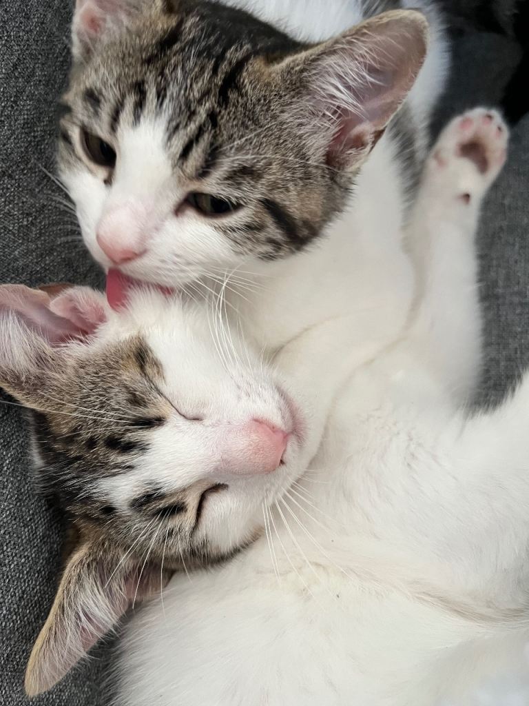 2 Tabi Kittens mixed (siblings)