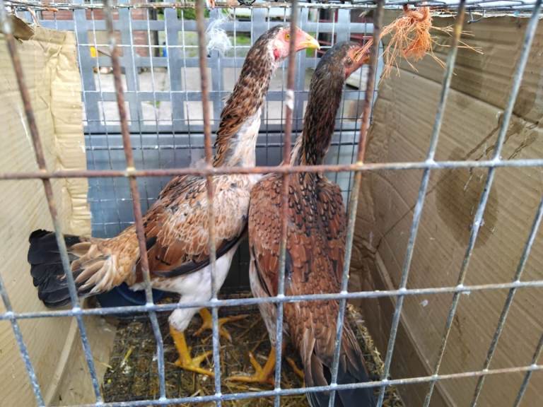 For sale Large shamos