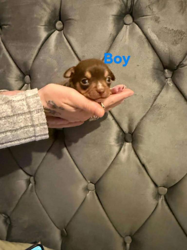 Chihuahua puppies