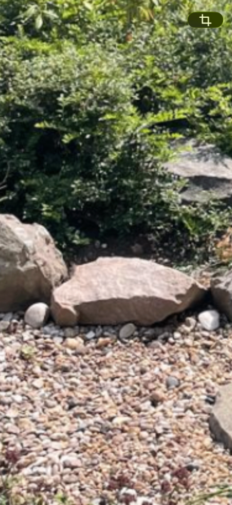 Wanted Rockery stines
