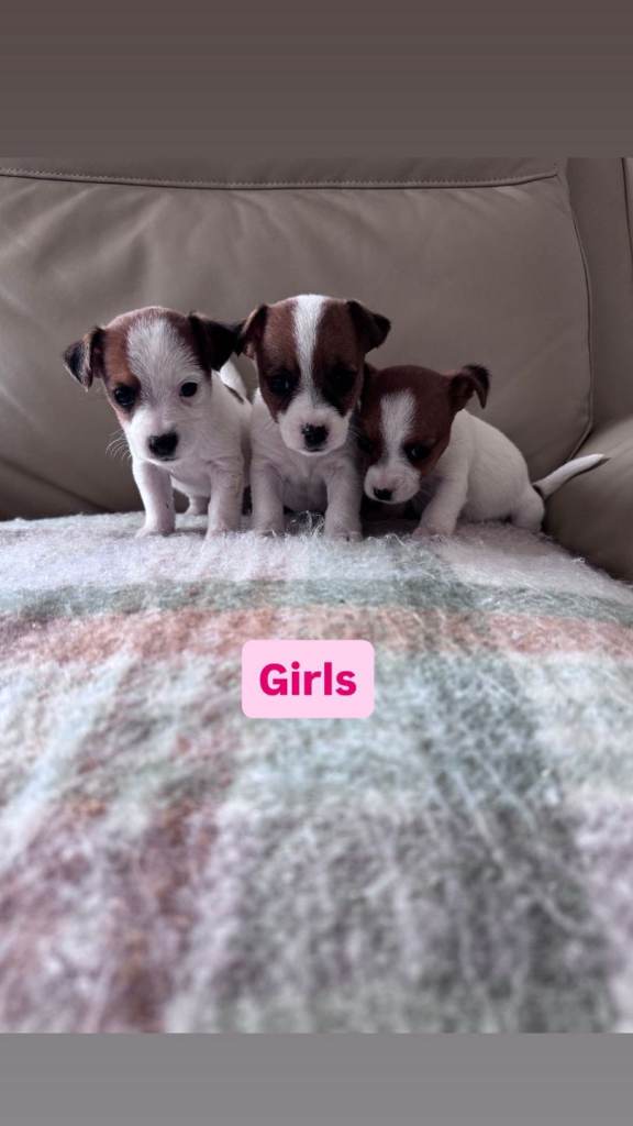 Miniature jackrussel puppies 