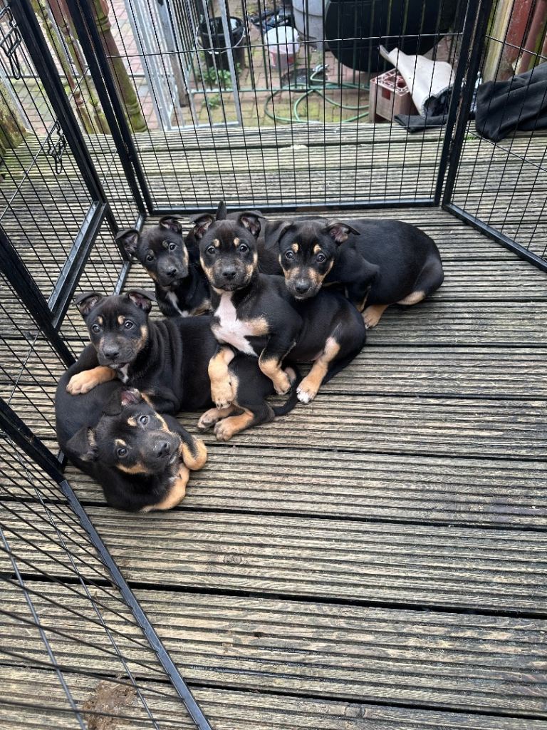 Quality Dutch herder x Bull  puppies for sale 