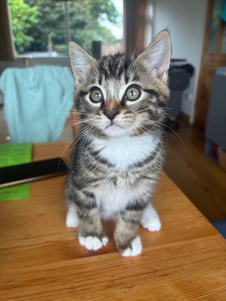 Beautiful Tabby Boy