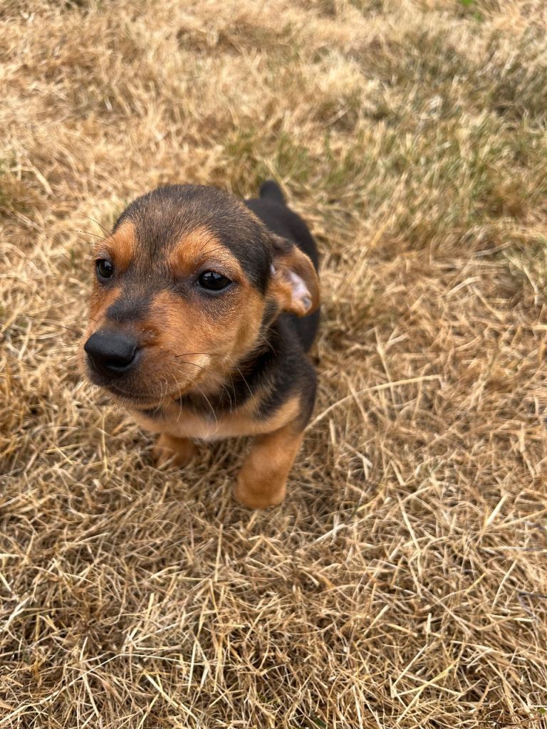 Jack Russells cross dachshund 