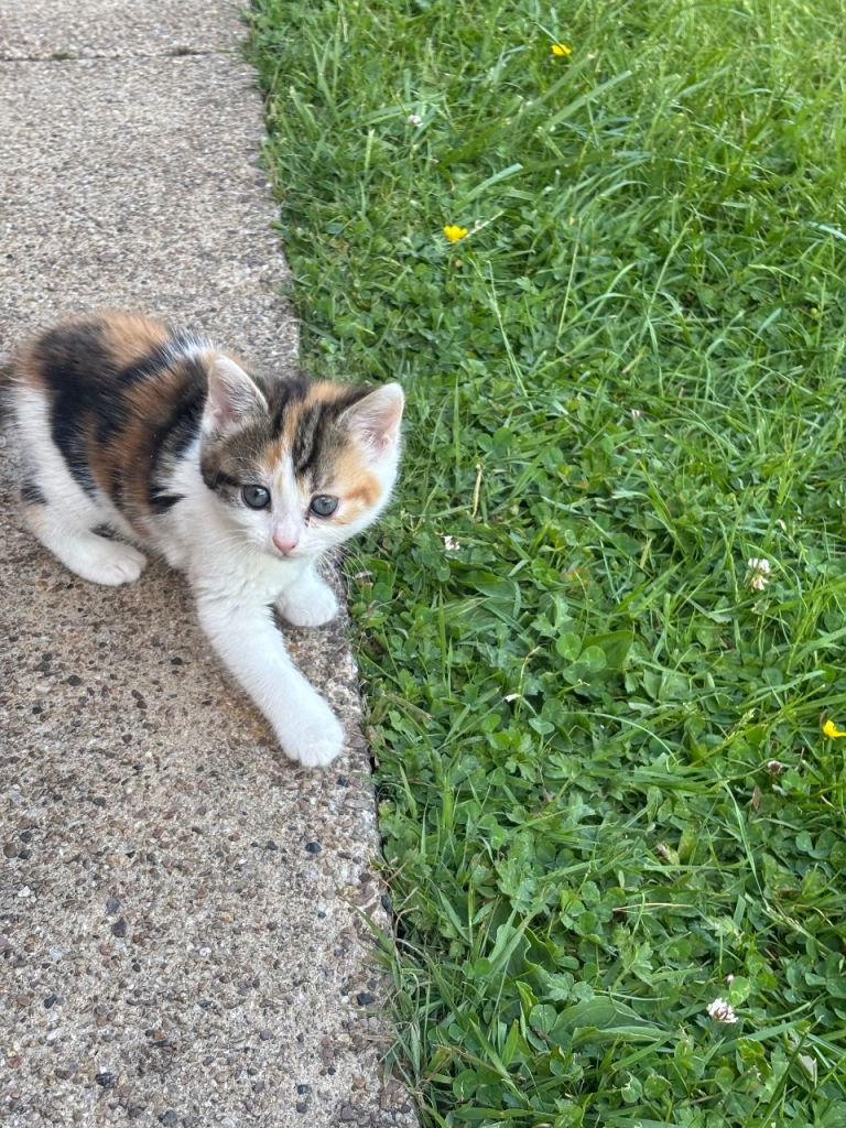 Kittens 