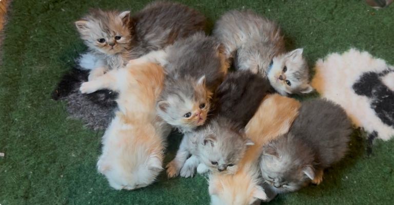 😻Adorable Persian Kittens😻