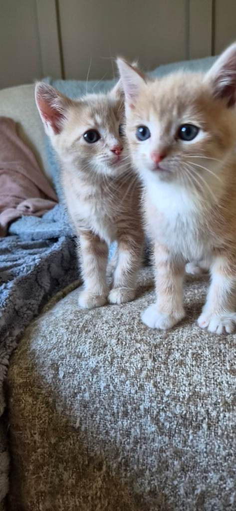2 Male Beige/ginger Kittens available