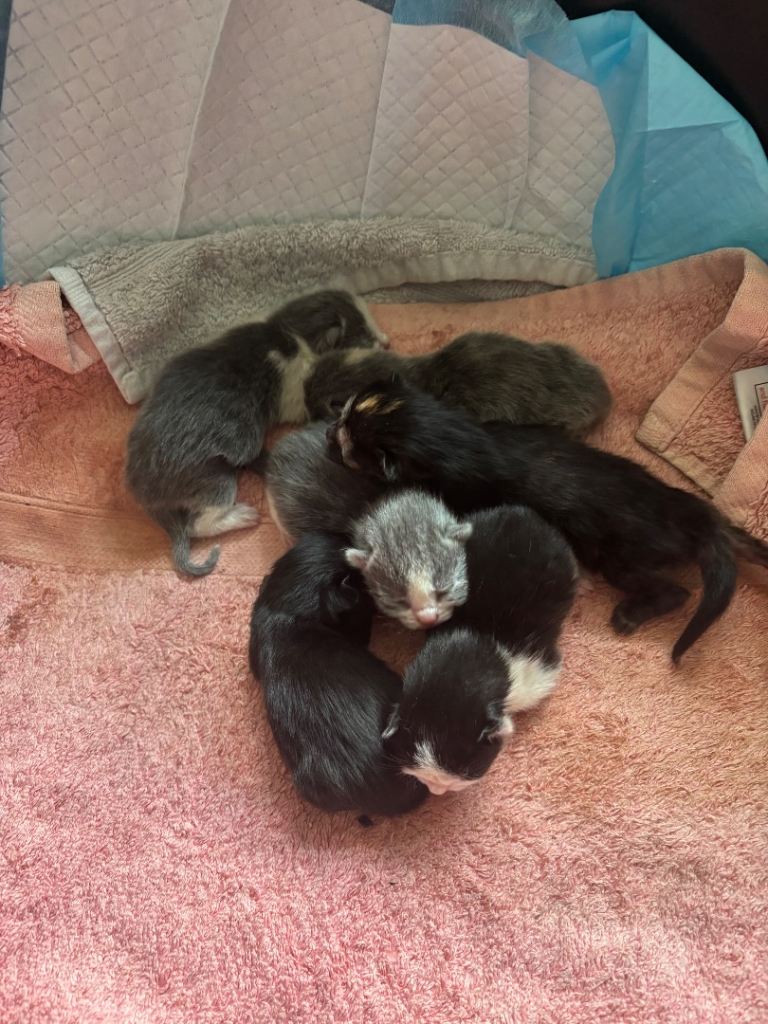 Kittens for sale